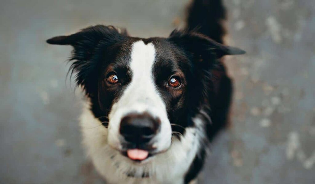 Ladrido de perros es por naturaleza y es difícil de controlar