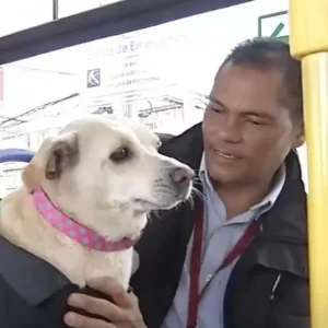 Lulú, ‘perrita conductora de SITP’: acompaña a trabajar a su dueño y ladra a los colados