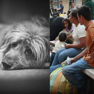 En el Catatumbo, los animales también sufren: hacen llamado para donar y así puede hacerlo