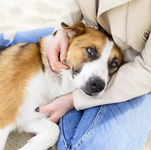 Qué hacer si no tiene dinero para llevar a su mascota al veterinario: hay una solución gratis