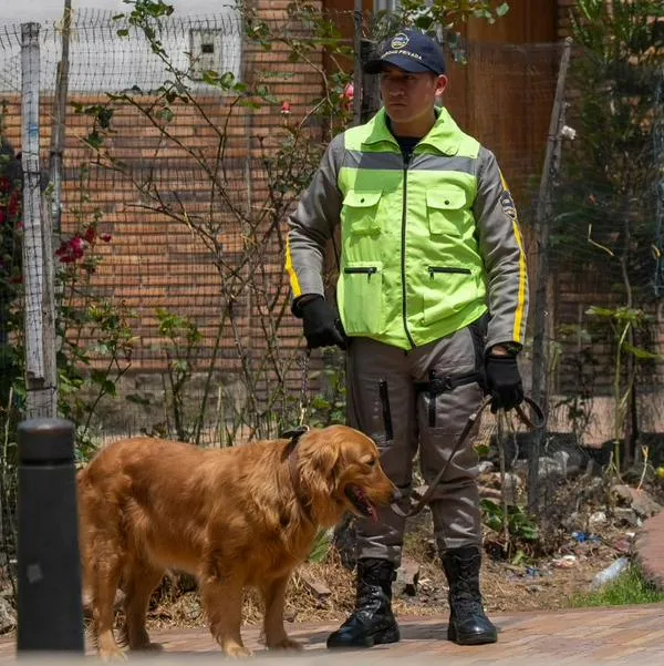 Nuevas condiciones para los perros que cuidan centros comerciales y edificios en Colombia
