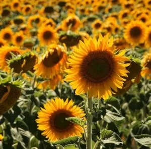El campo de girasoles que queda cerca de Bogotá, con gran vista y llegar es fácil