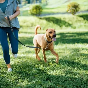 Problema para decenas de mascotas en Bogotá por lo que encontraron: ¿ventas clandestinas?