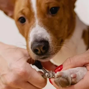 Precios de chip de identificación para perros en Colombia, bajo lupa: hay proceso detrás