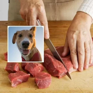 Cómo saber si la carne que está comiendo es de perro: avisos de expertos para evitarla