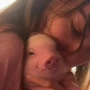 Su novio le dio un mini pig y ahora es viral por mostrar tiernamente cómo viven juntos