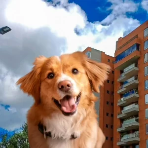 Golpe al bolsillo para dueños de mascotas que incumplan estas normas en conjuntos residenciales