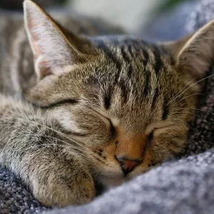 Hombre de 82 años busca cuidador de por vida para su gato y le promete millonaria herencia