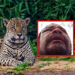 Hombre sufrió impresionante ataque en el rostro por defender a sus perros de un jaguar