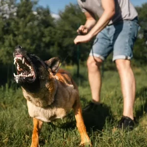Nuevo salvavidas para dueños de mascotas en Colombia contra accidentes de hasta $ 4 millones