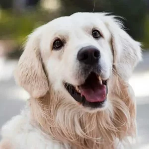 Personas con perros en conjuntos ya no tendrán esta prohibición: rigurosa norma tiene cambios