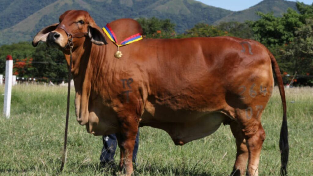 Vaca brahman / Página Hacienda El Cucharo