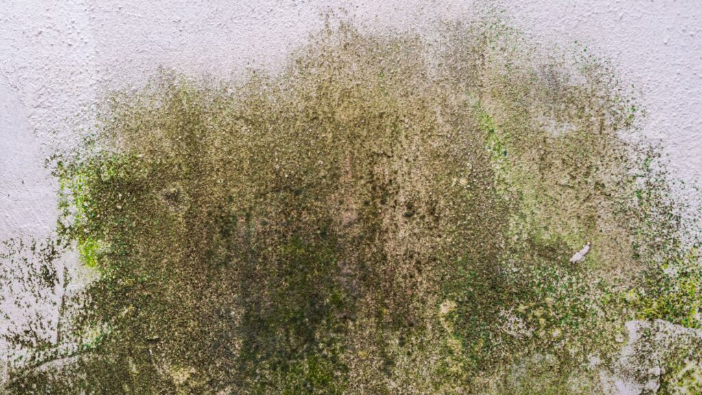 Pared con moho / Freepik