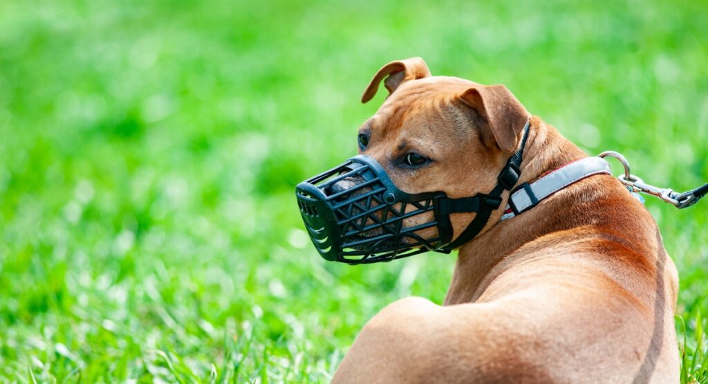 Perro potencialmente peligrosos deben tener bozal en la calle / Getty