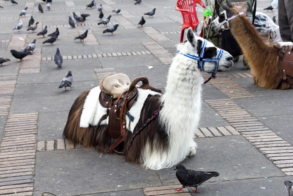 Llama en Bogotá / Getty