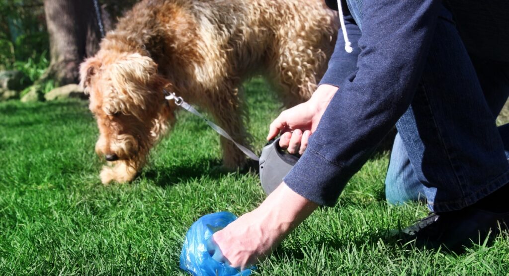 Es obligatorio recoger excremento de las mascotas / Getty
